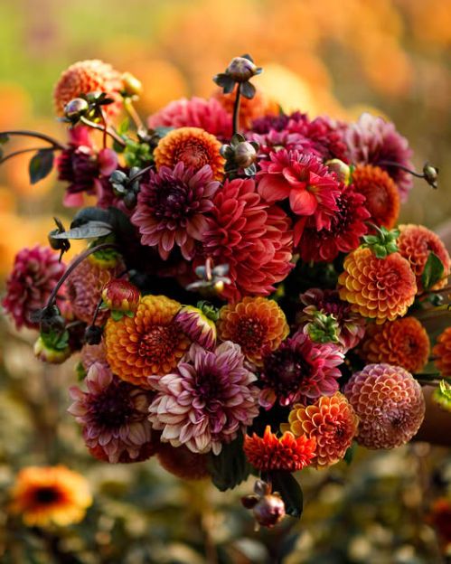 old rose dahlia eden bros.jpg